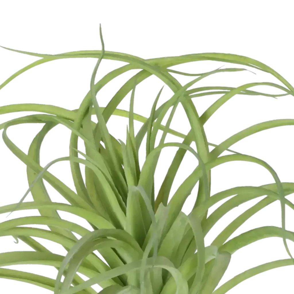 Closeup af Kunstig Tillandsia H: 29 cm.