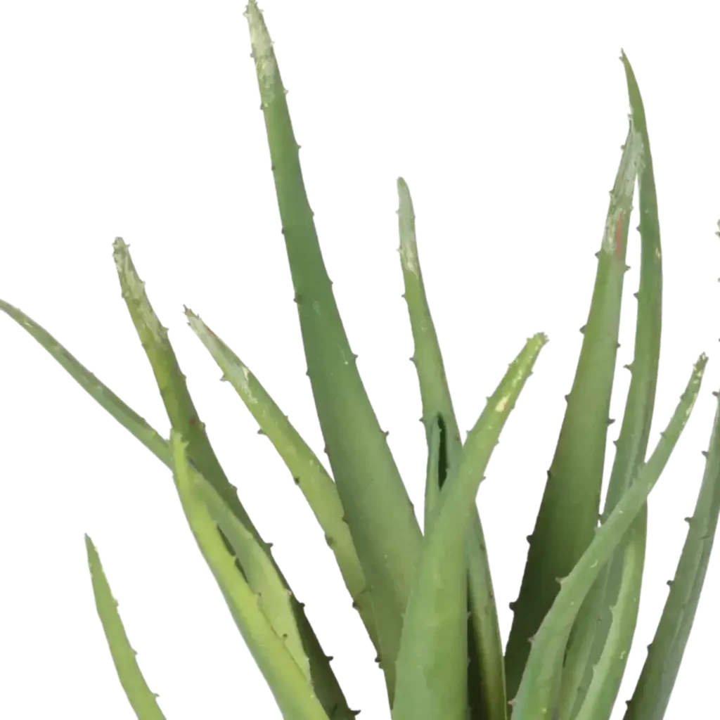 Closeup af Kunstig Aloe Vera H: 30 cm.