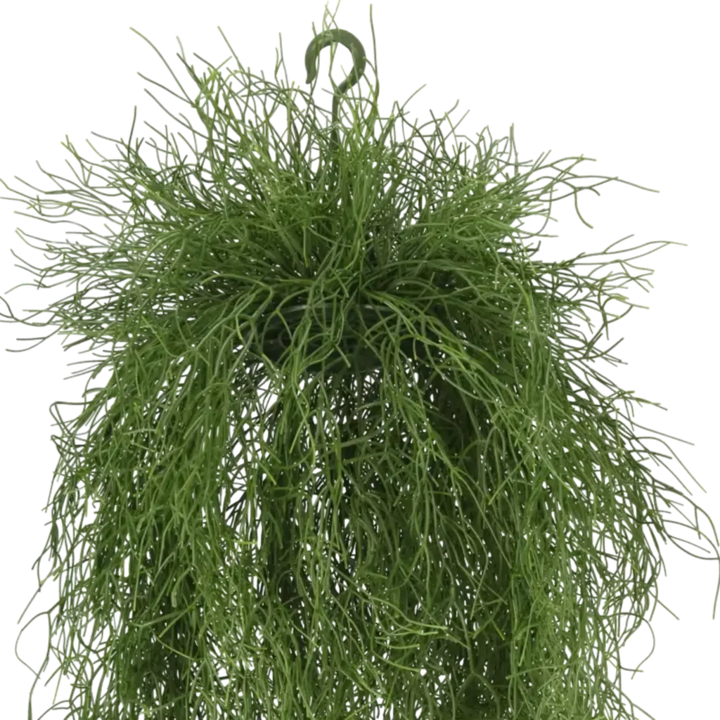 Closeup af Kunstig Rhipsalis hængeplante L: 100 cm.