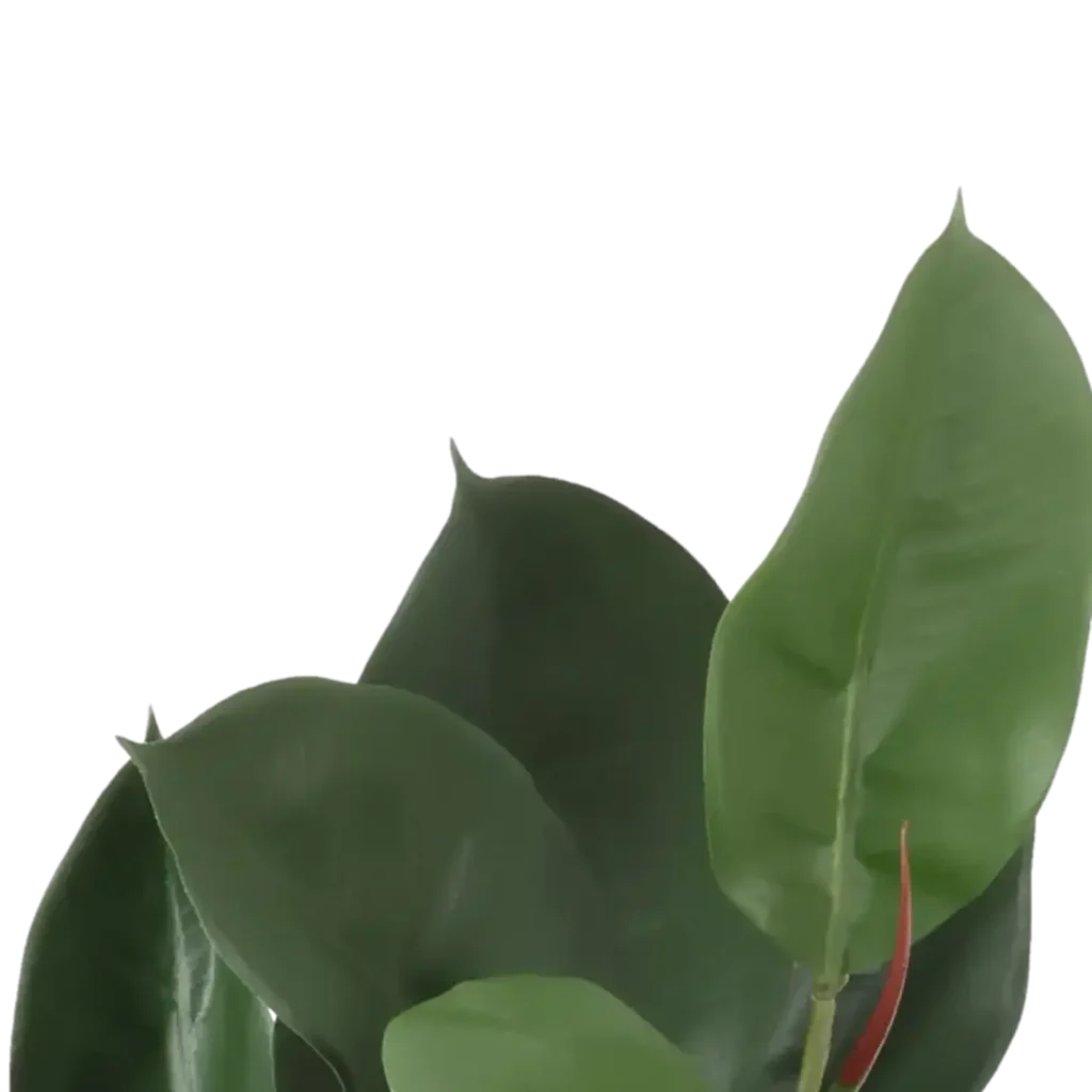 Closeup af Kunstig Gummiplante FR L: 60 cm.
