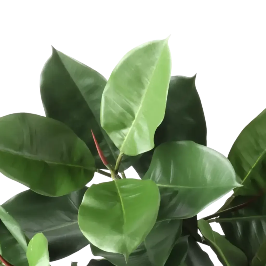 Closeup af Kunstig Gummiplante FR L: 95 cm.