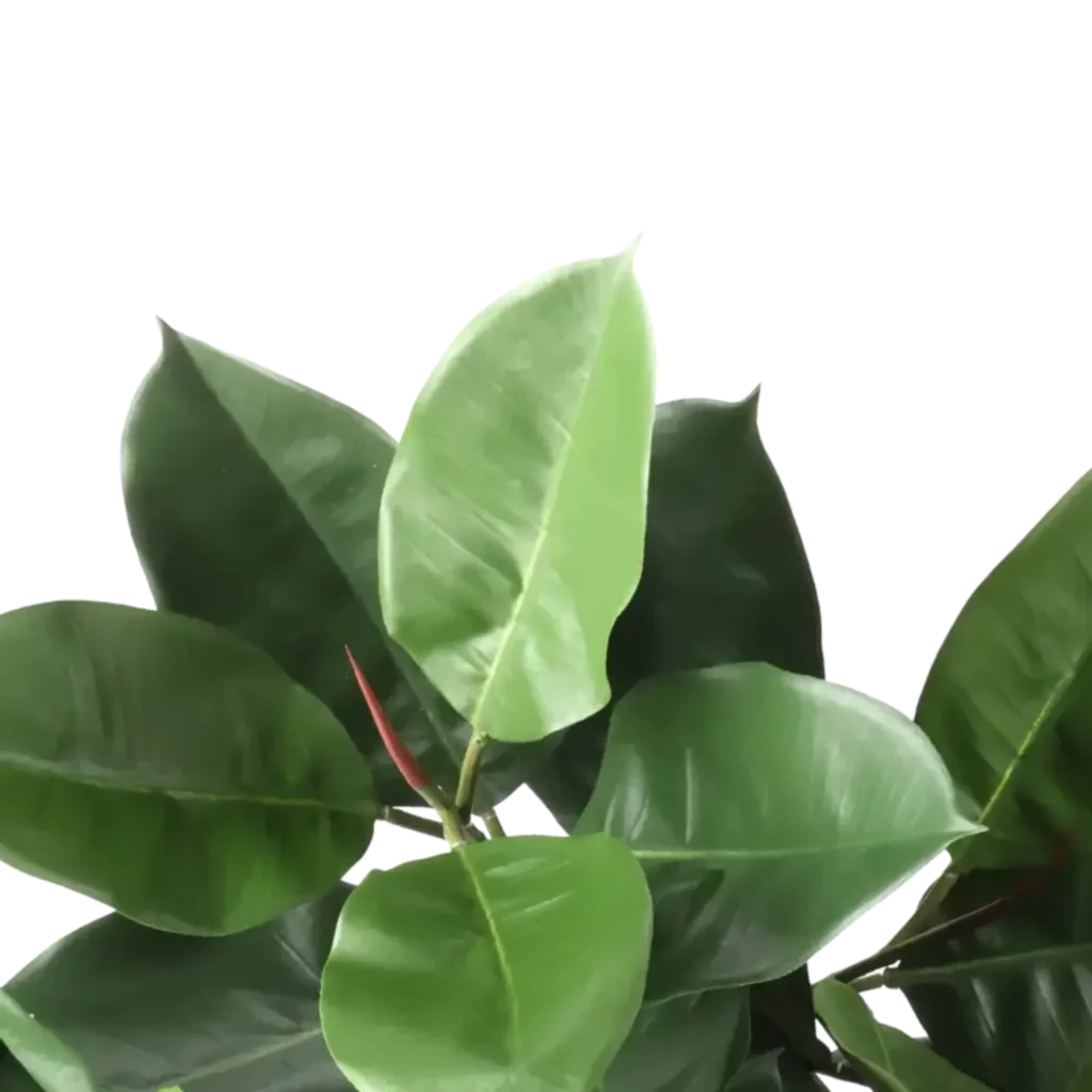 Closeup af Kunstig Gummiplante FR L: 95 cm.