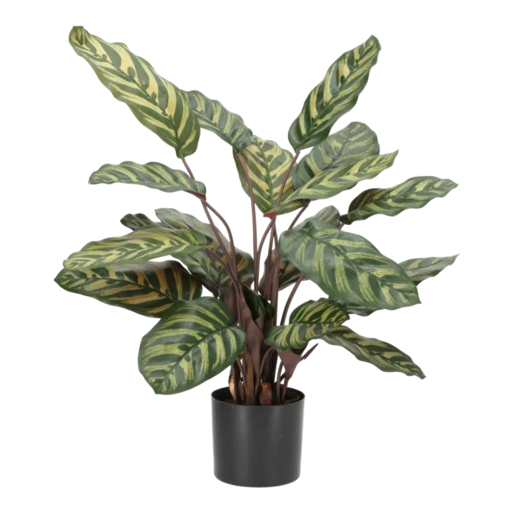 Kunstig calathea grøn/rød - H: 58 cm.