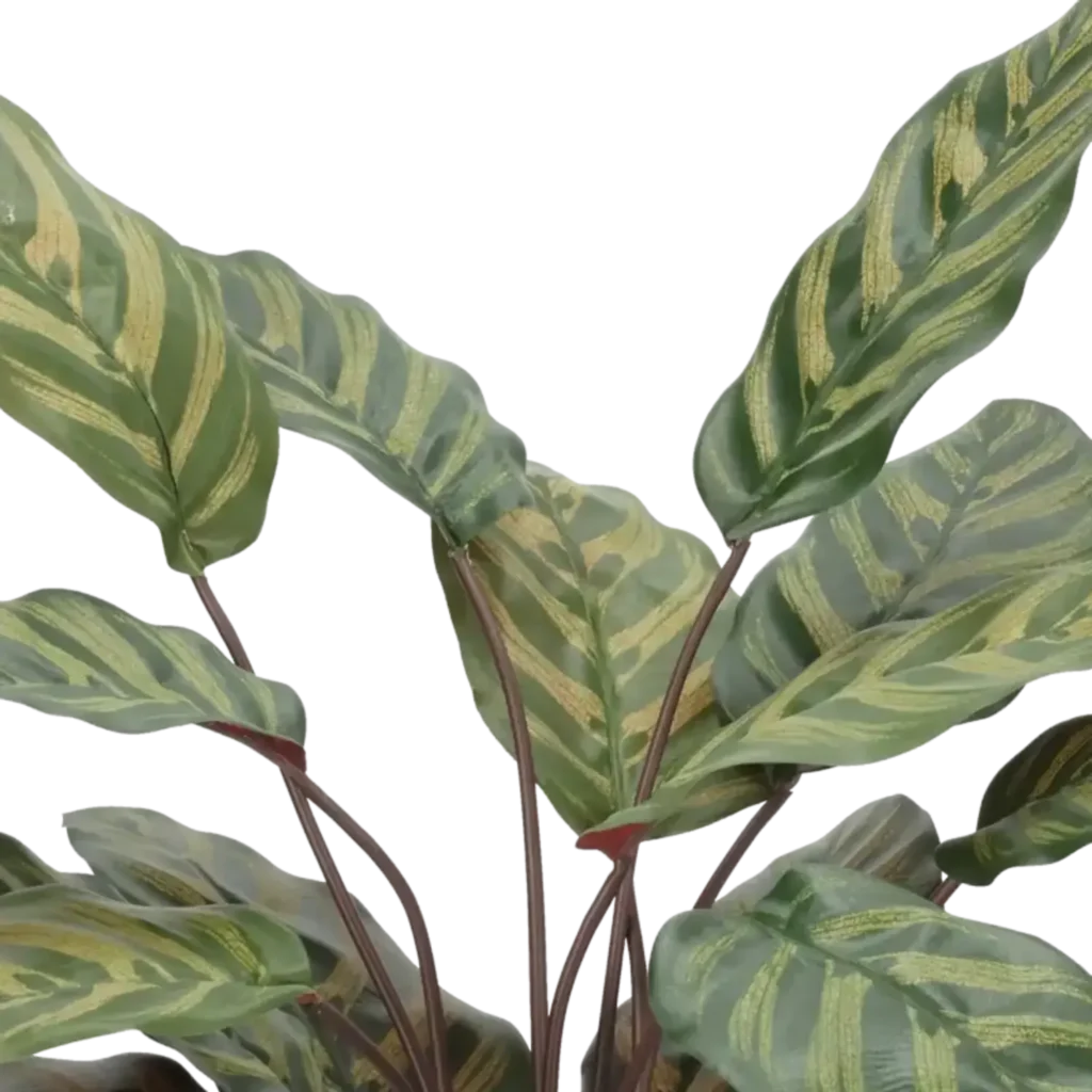 Closeup af Kunstig calathea grøn/rød - H: 58 cm.