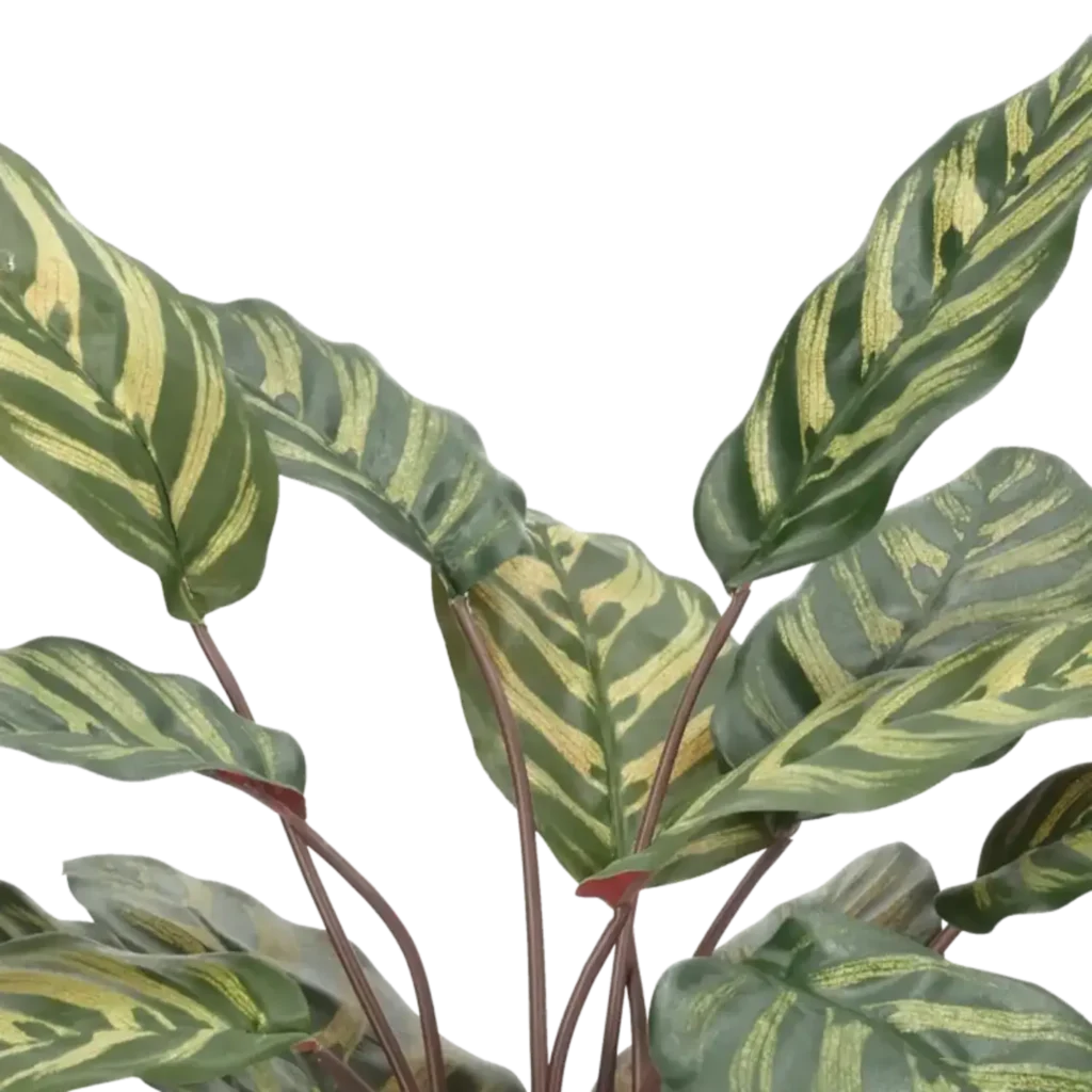 Closeup af Kunstig calathea grøn/rød H: 58 cm.