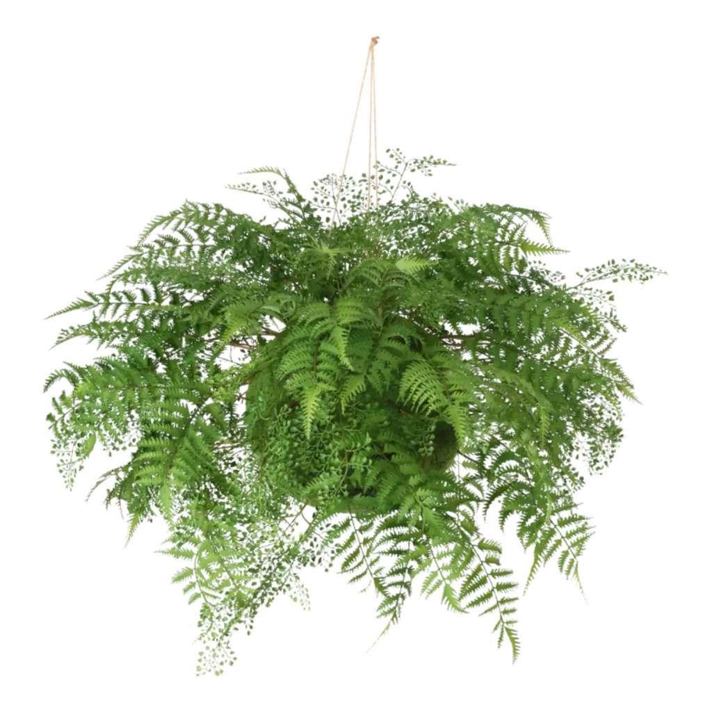 Kunstig Moskugle Ø: 60 cm.