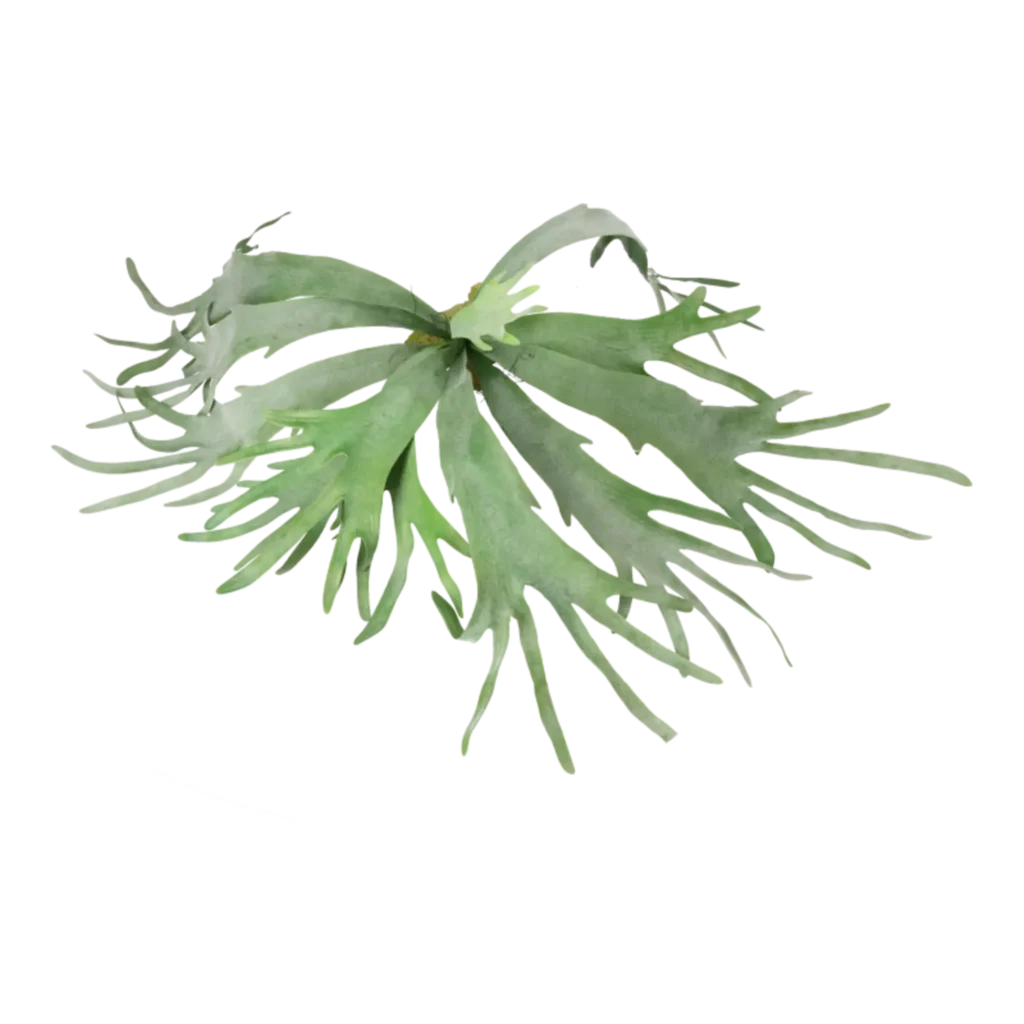 Kunstig Staghorn hængeplante L: 80 cm.