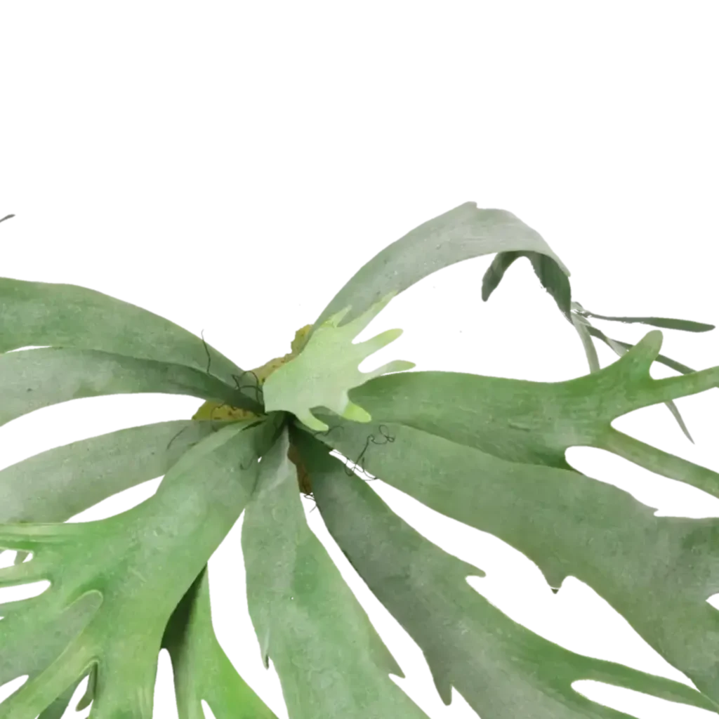 Closeup af Kunstig Staghorn hængeplante L: 80 cm.