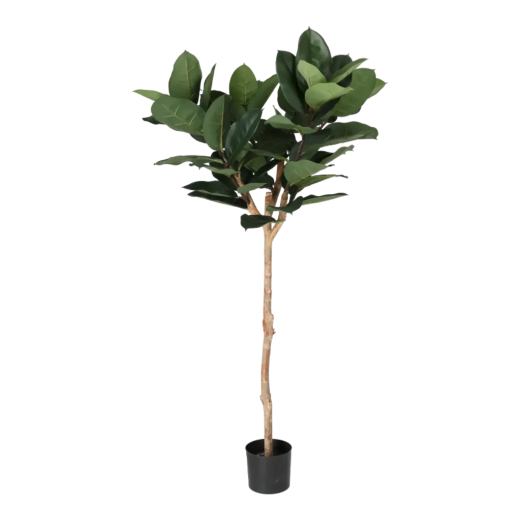 Kunstig Gummiplante opstammet H: 158 cm.