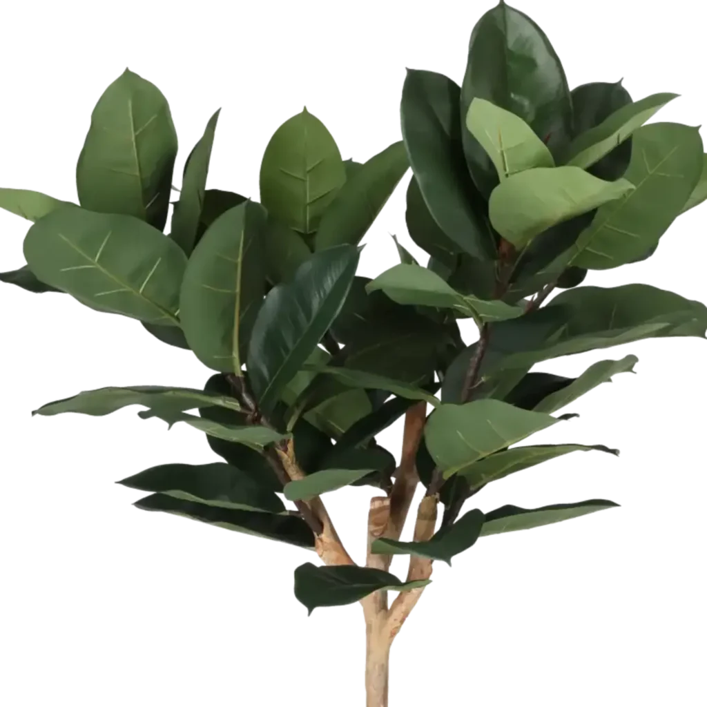 Closeup af Kunstig Gummiplante opstammet H: 158 cm.
