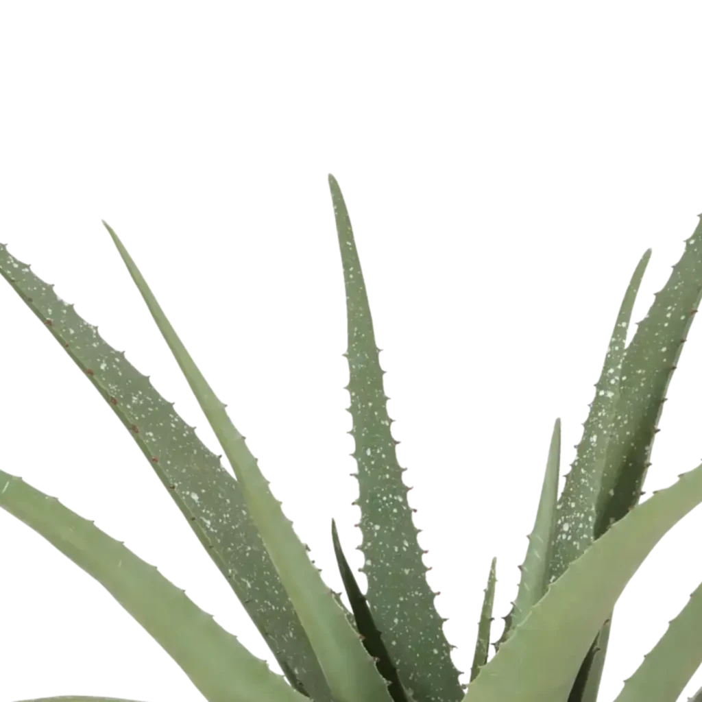 Closeup af Kunstig Aloe Vera H: 62 cm.
