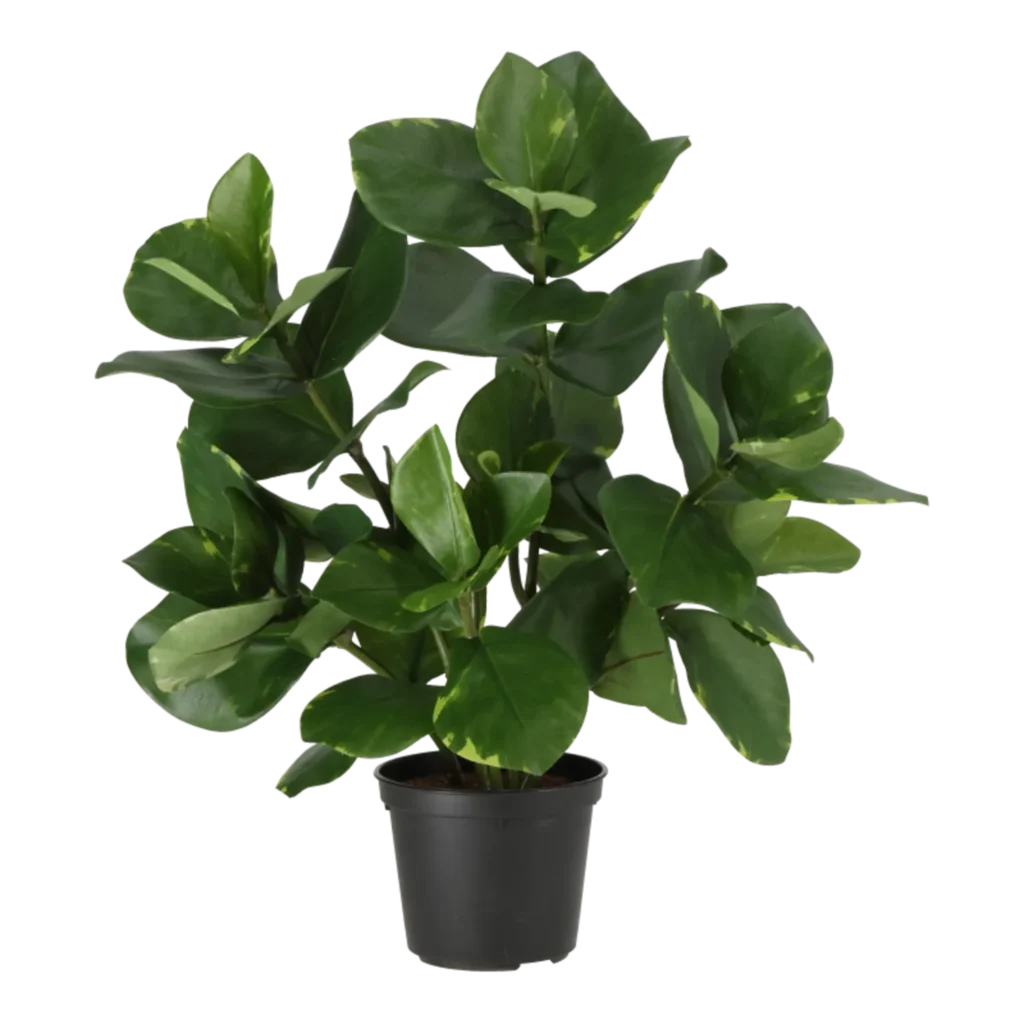 Kunstig Clusia H: 38 cm.