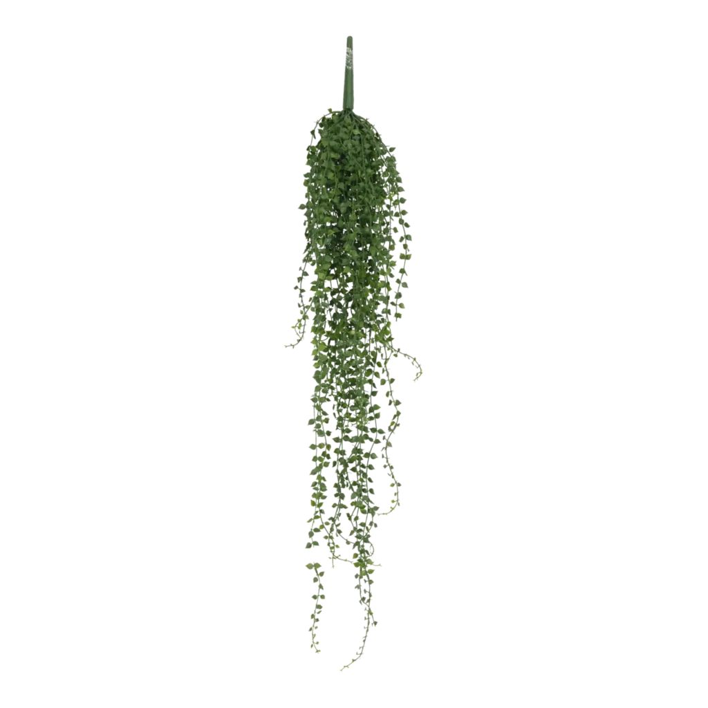 Kustig Callisia H: 20 cm.