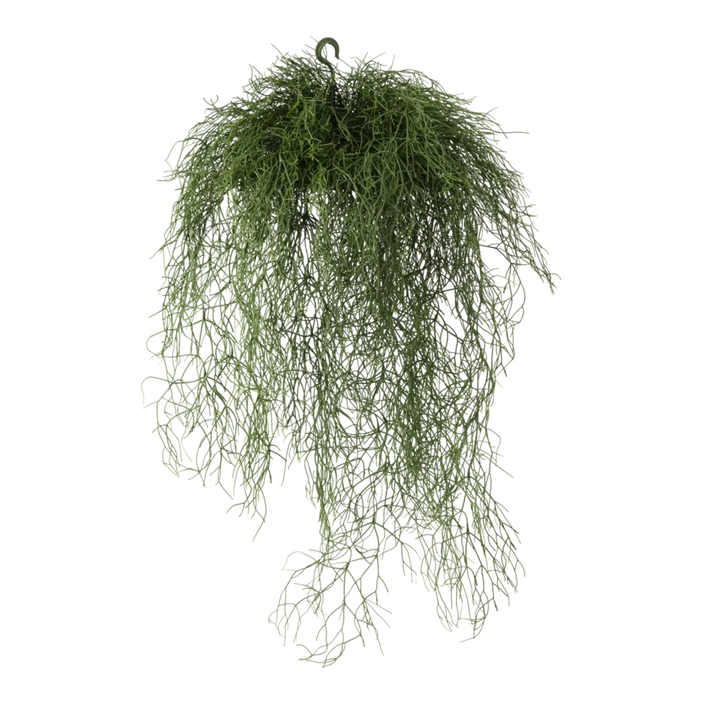 Kunstig Rhipsalis hængeplante L: 120 cm.