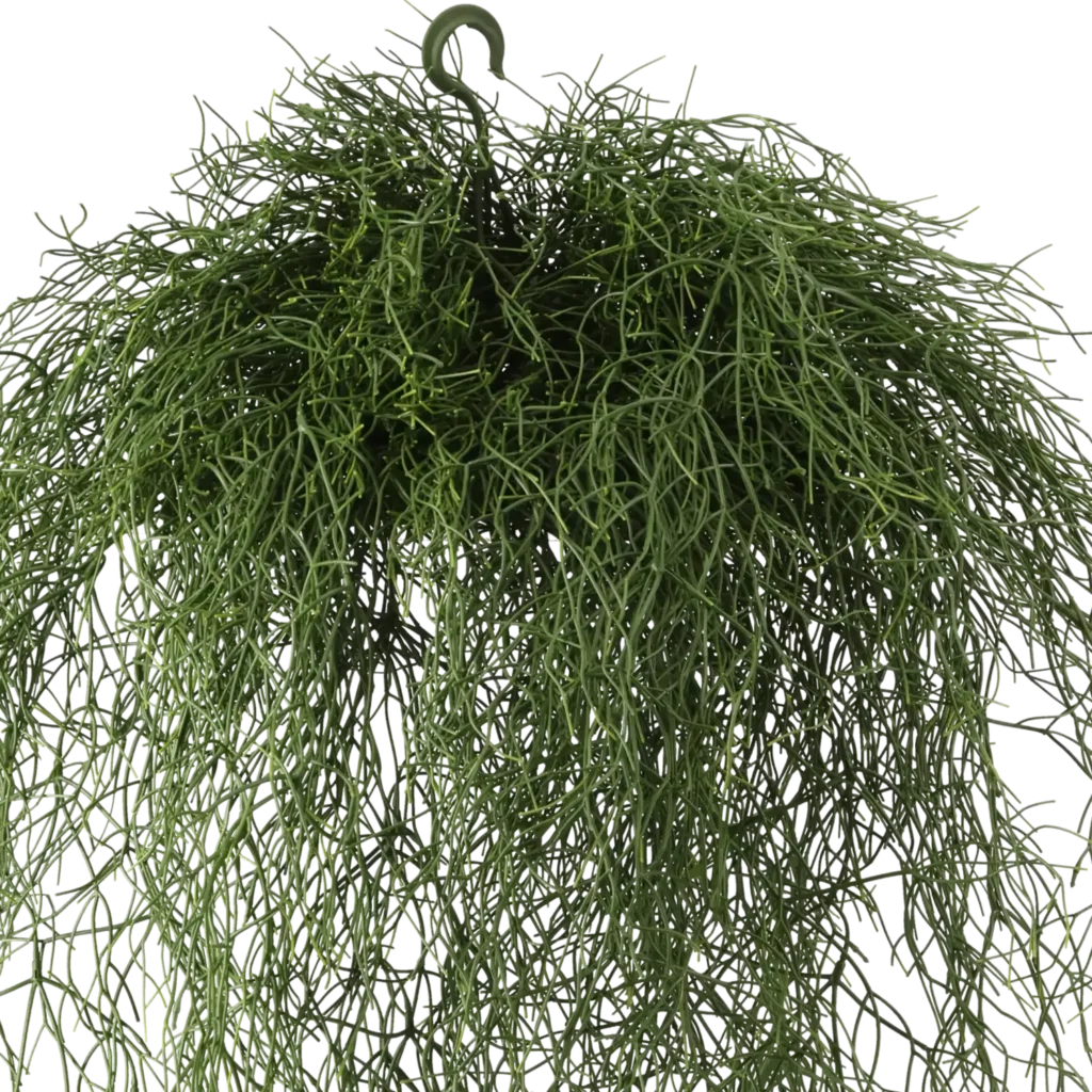 Closeup af Kunstig Rhipsalis hængeplante L: 120 cm.