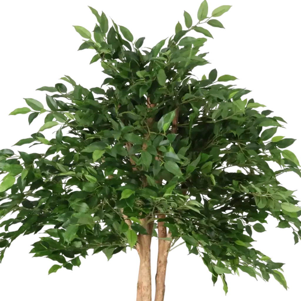Closeup af Kunstig Mini Ficus Natasja Paraply H: 135 cm.