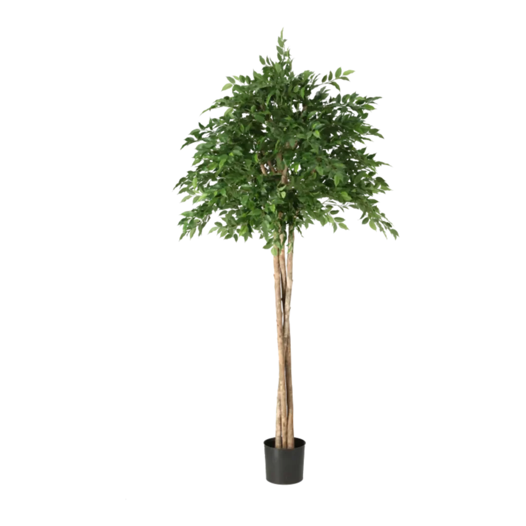 Kunstig Ficus Natasja Paraply H: 165 cm.