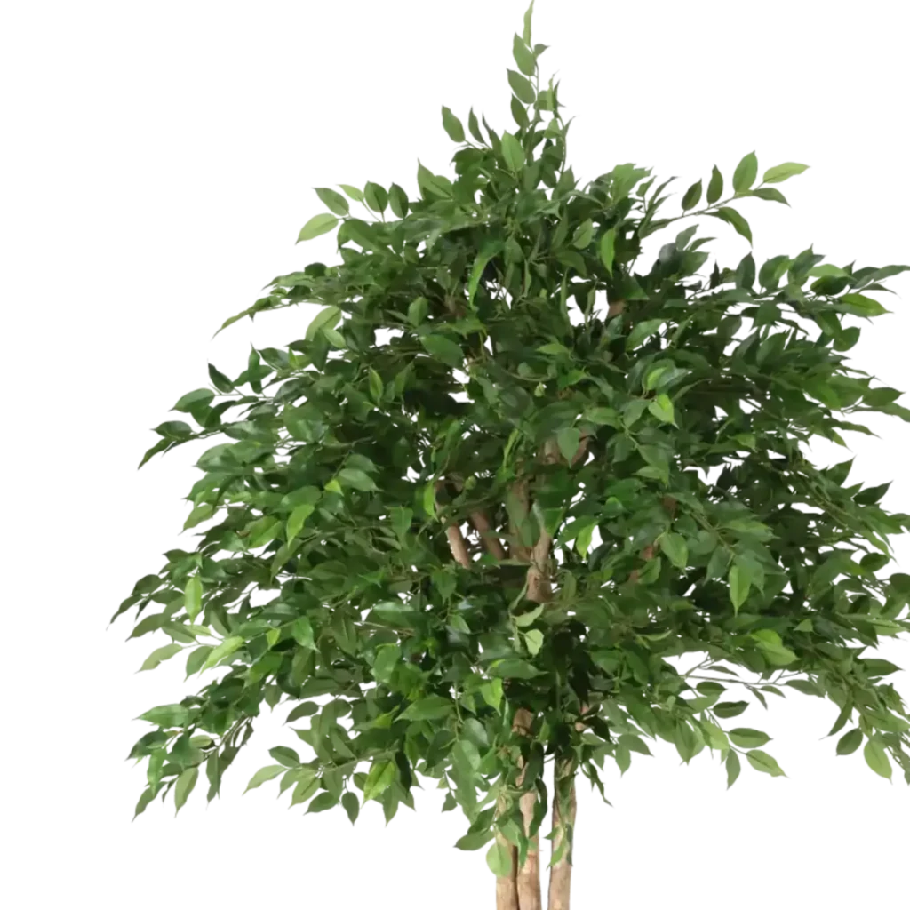 Closeup af Kunstig Ficus Natasja Paraply H: 165 cm.