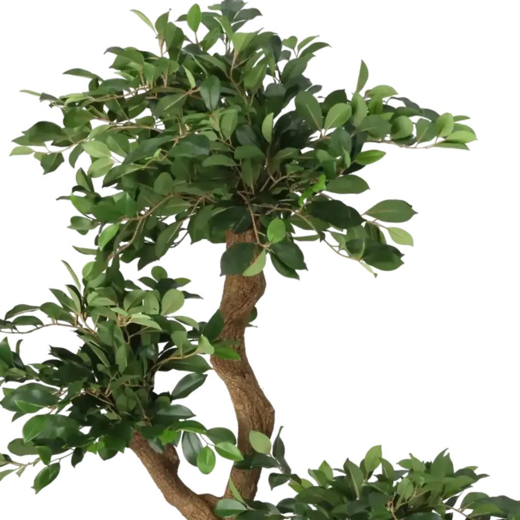 Closeup af Kunstig Ficus Retusa H: 160 cm.