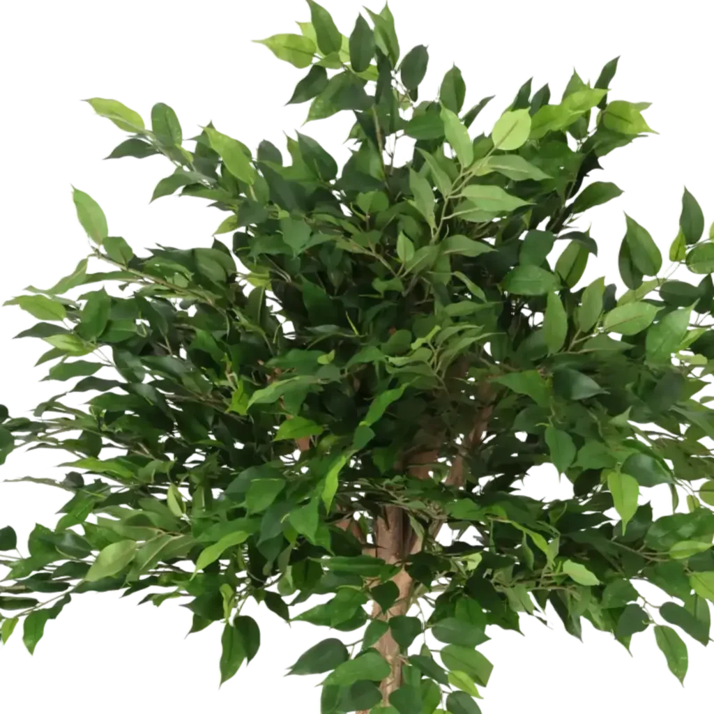Closeup af Kunstig Ficus opstammet H: 110 cm.