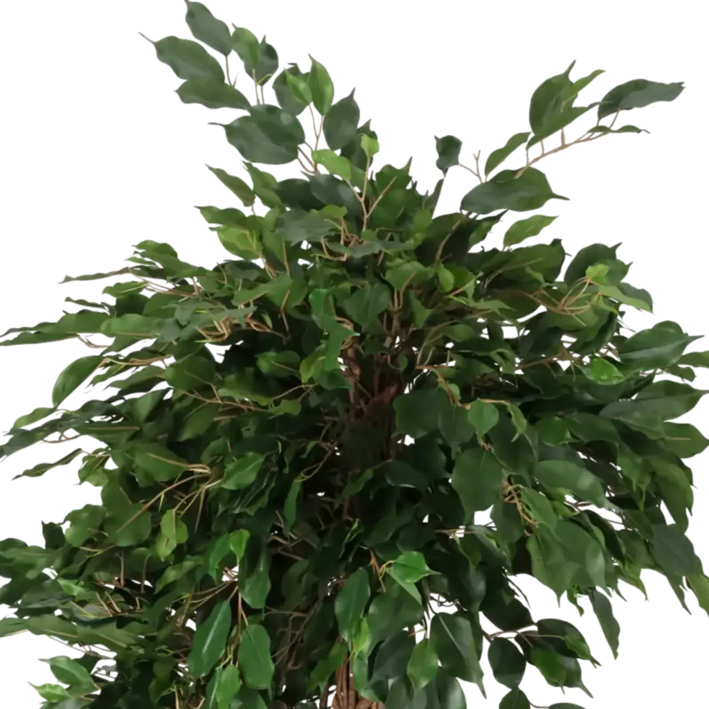 Closeup af Kunstig Ficus Lian H: 140 cm.