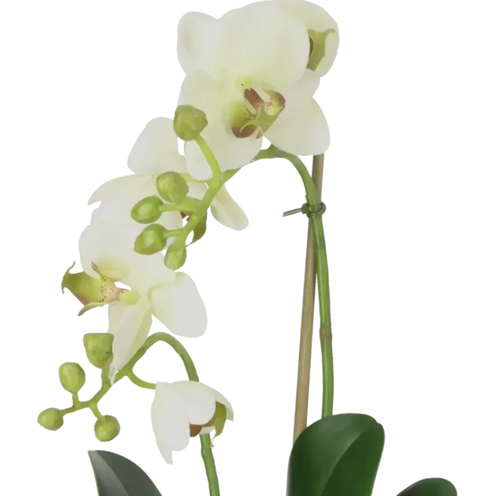 Closeup af Kunstig Phalaenopsis Orkidé H: 45 cm.