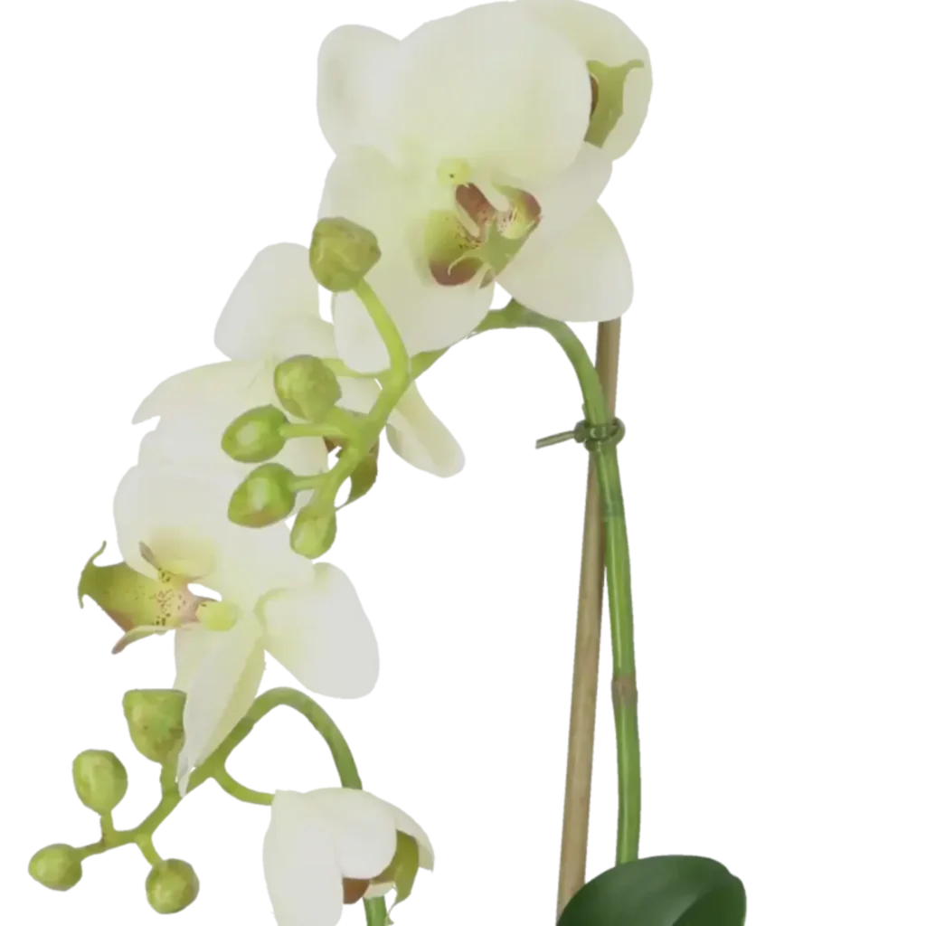 Closeup af Kunstig Phalaenopsis Orkidé H: 45 cm.