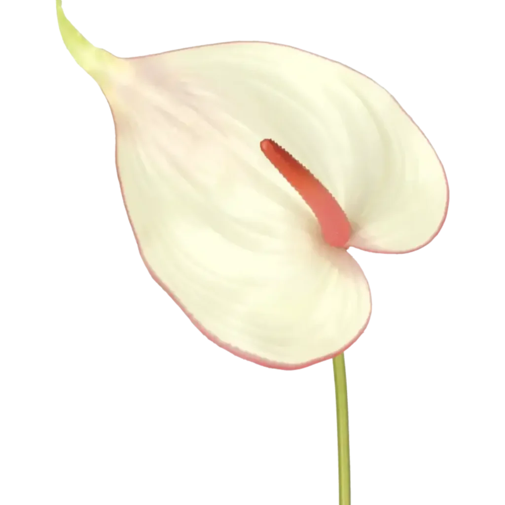 Closeup af Kunstig Anthurium L: 68 cm.