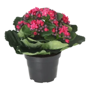 Kunstig Kalanchoe Cerise H: 20 cm.