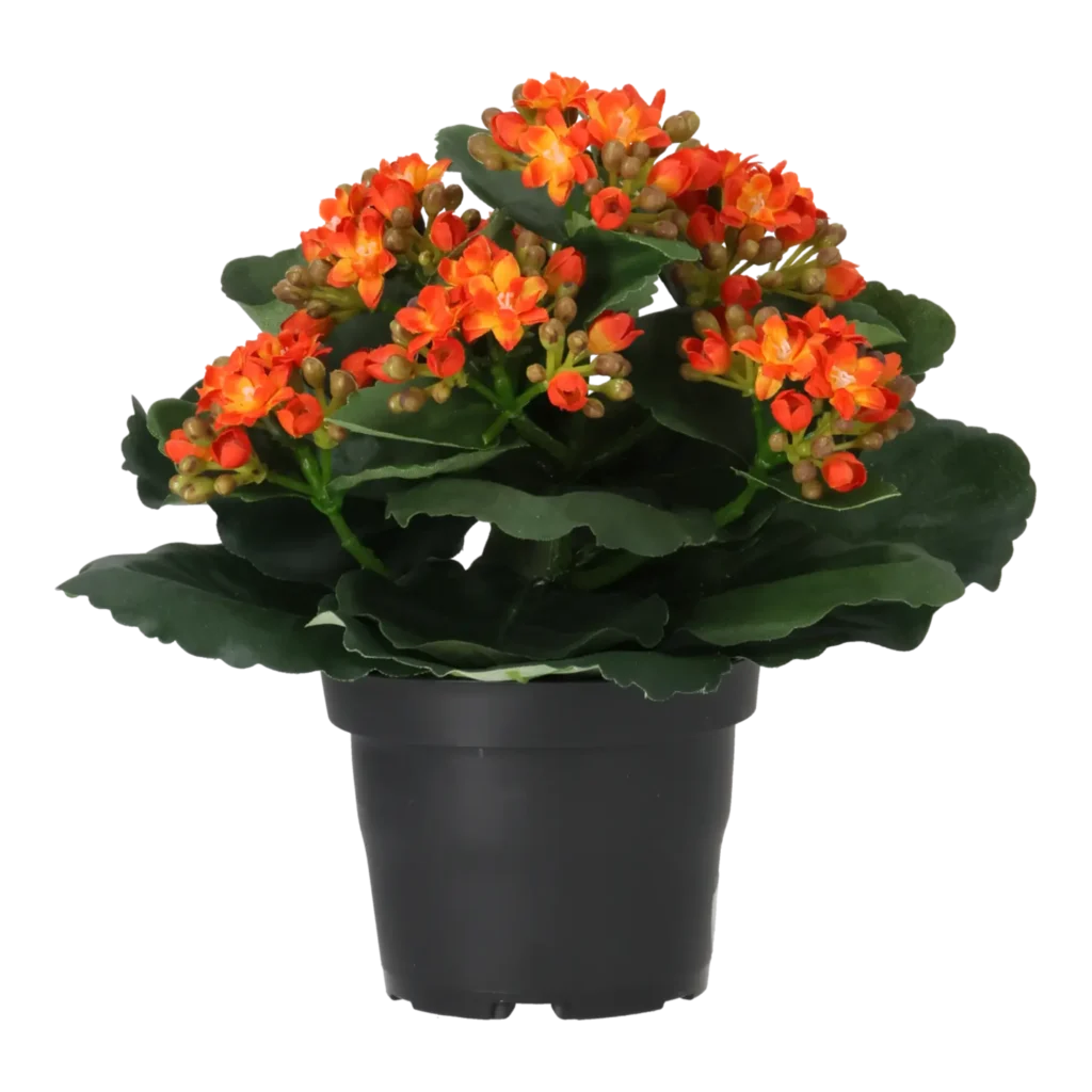 Kunstig Kalanchoe H: 20 cm.