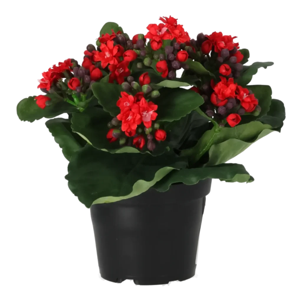 Kunstig Kalanchoe H: 20 cm.