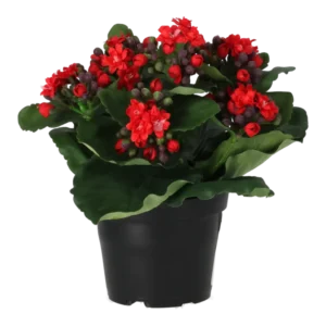 Kunstig Kalanchoe H: 20 cm.