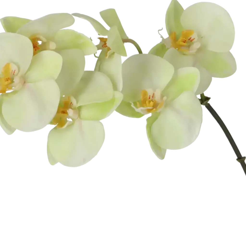 Closeup af Kunstig orkide lime H: 55 cm.