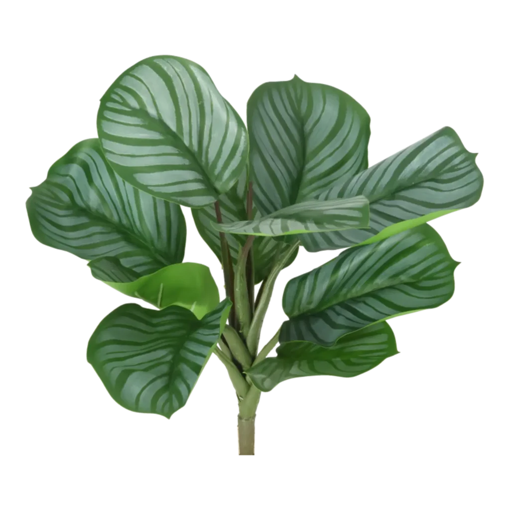 Kunstig Calathea H: 30 cm.