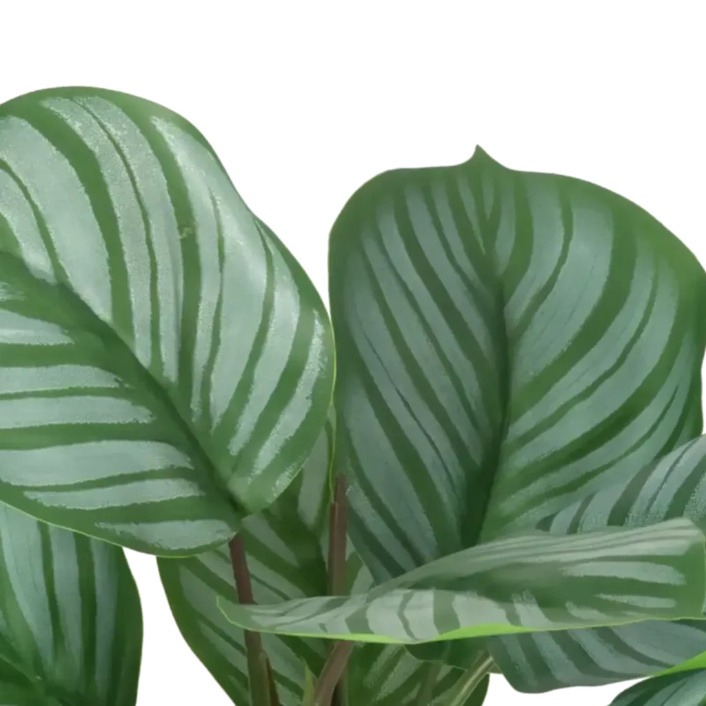 Closeup af Kunstig Calathea H: 30 cm.