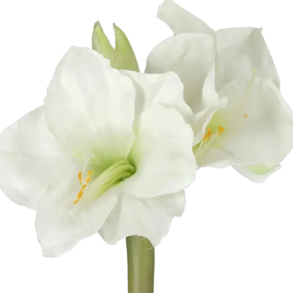 Closeup af Kunstig Amaryllis hvid L: 50 cm.
