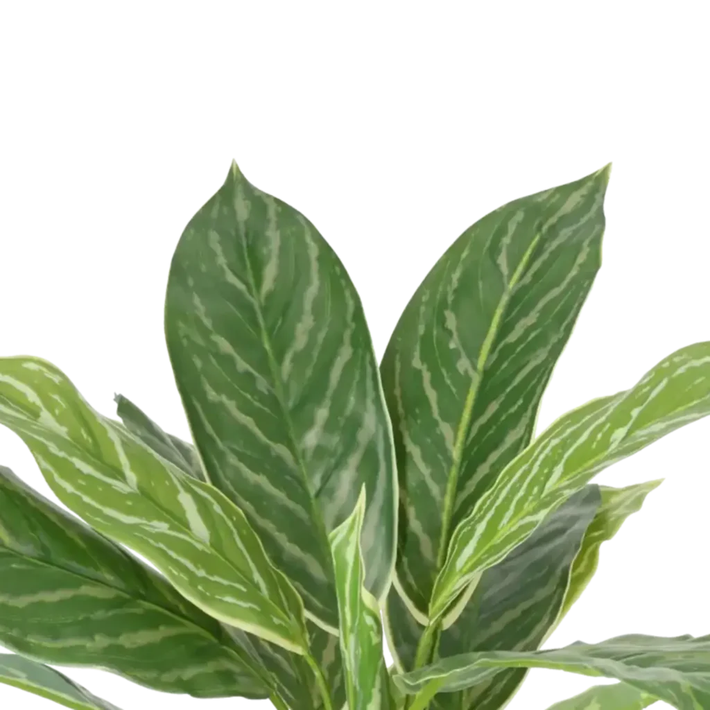 Closeup af Kunstig Aglaonema H: 40 cm.