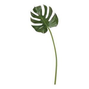 Kunstig Monstera blad L: 78 cm.