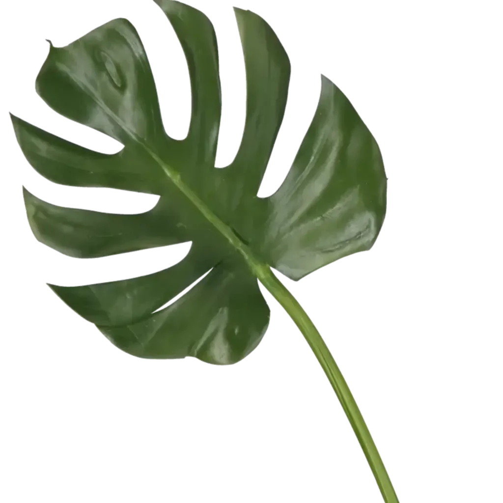 Closeup af Kunstig Monstera blad L: 78 cm.