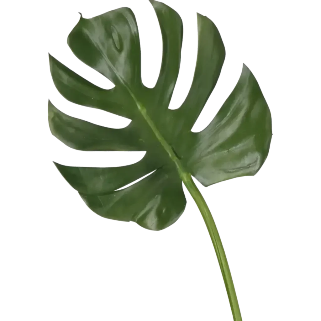 Closeup af Kunstig Monstera blad L: 78 cm.