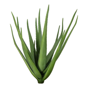 Kunstig Aloe Vera H: 60 cm.