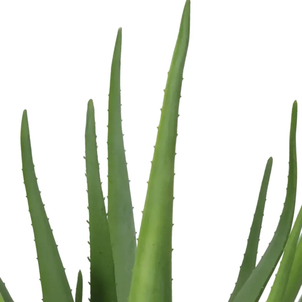 Closeup af Kunstig Aloe Vera H: 60 cm.