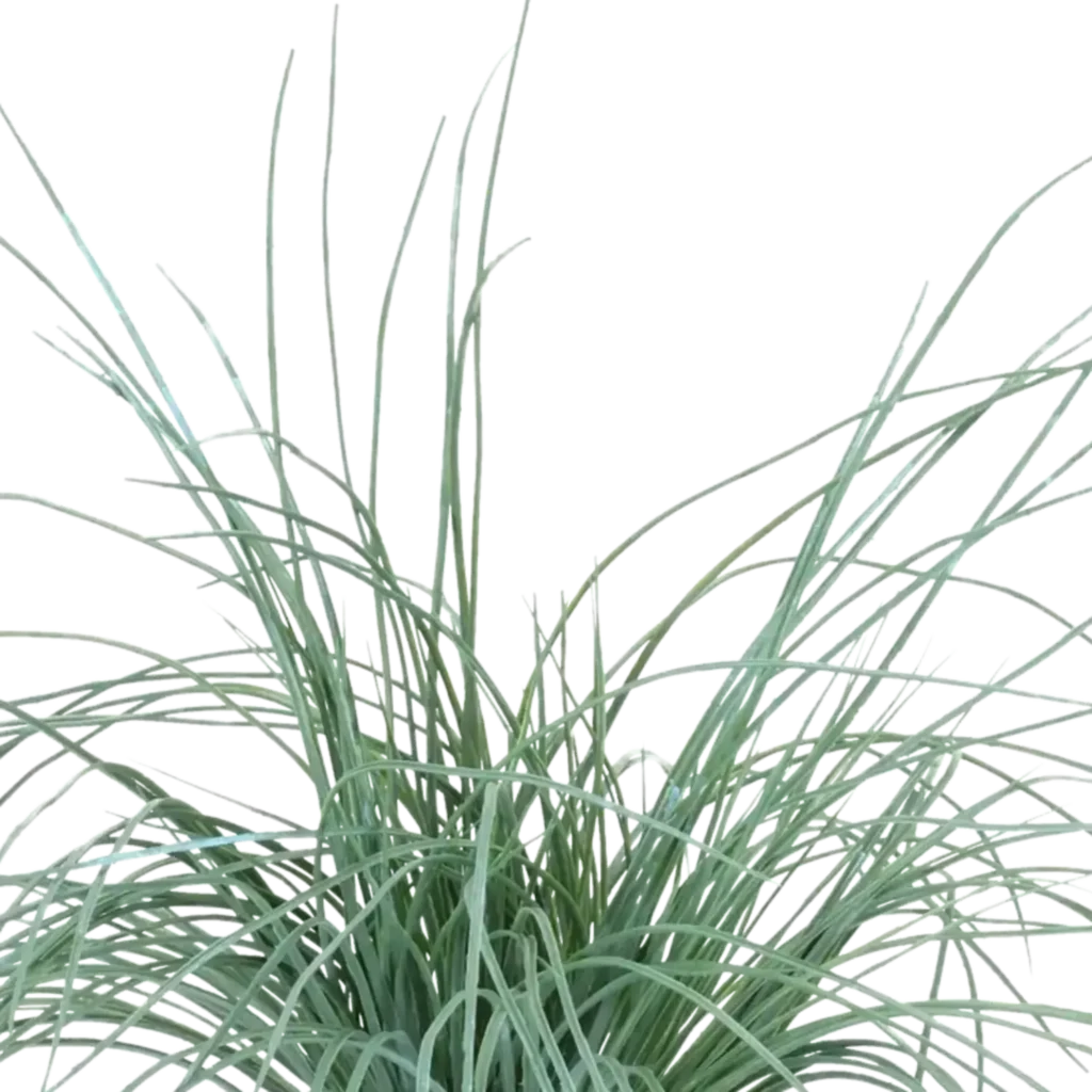 Closeup af Kunstig carex græs busk - H: 30 cm.