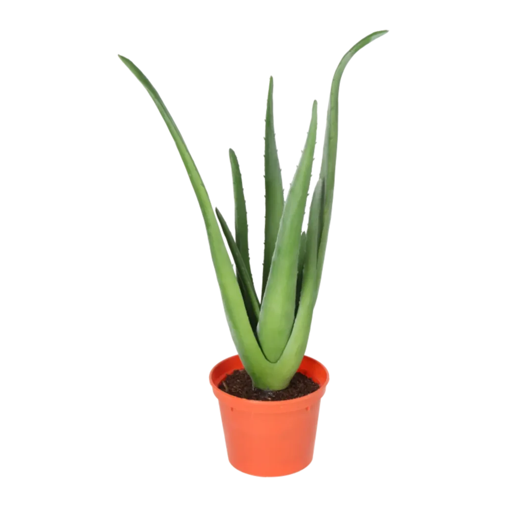 Kunstig Aloe Vera H: 40 cm.