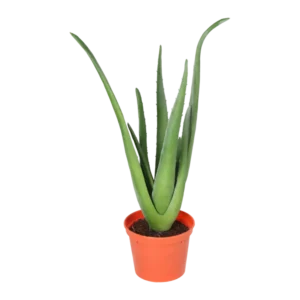 Kunstig Aloe Vera H: 40 cm.