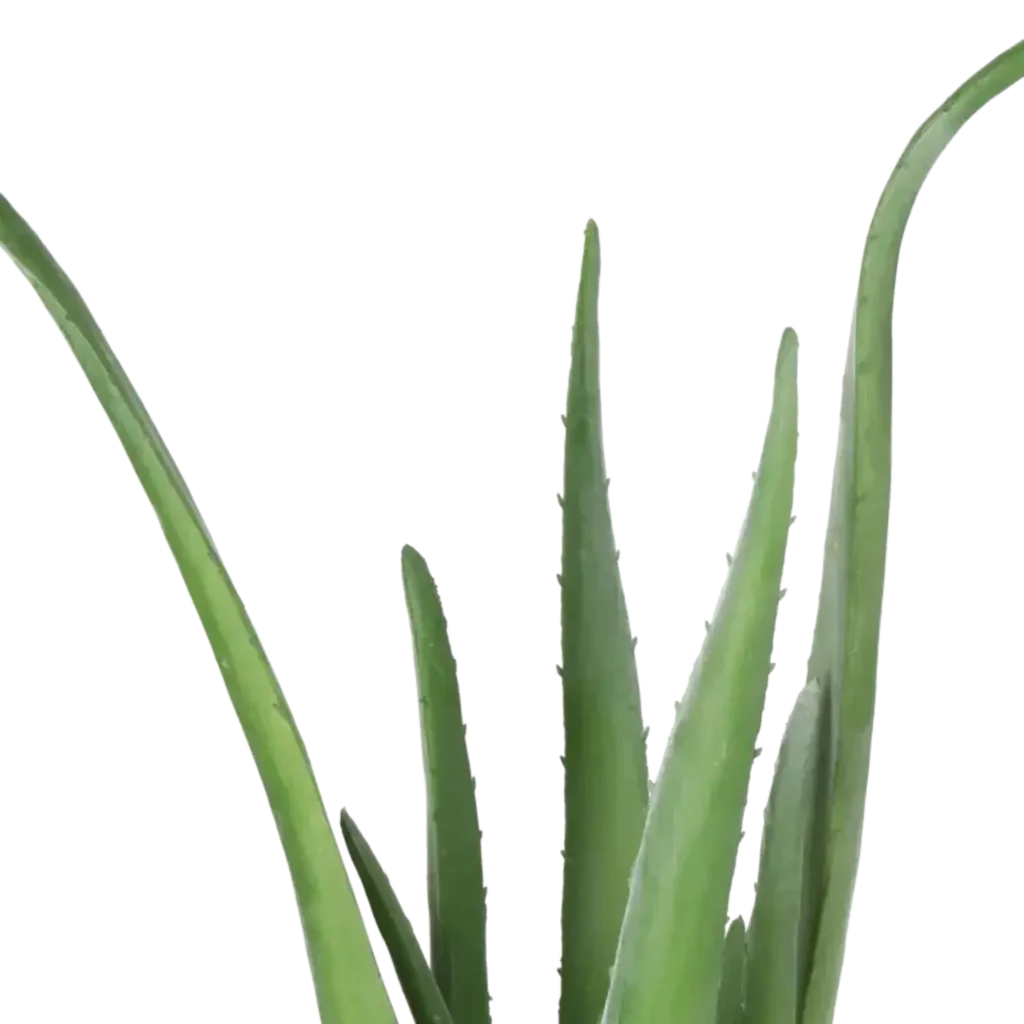 Closeup af Kunstig Aloe Vera H: 40 cm.