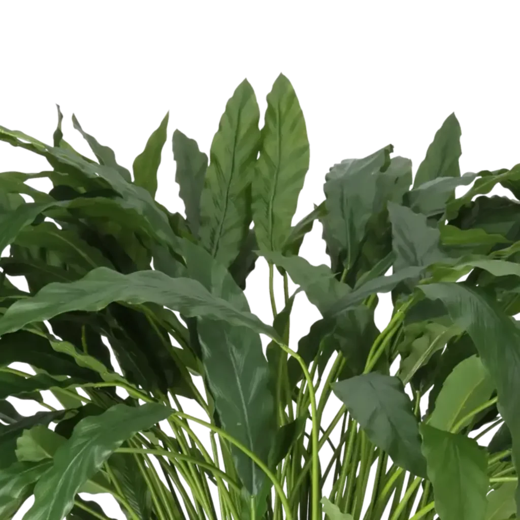 Closeup af Kunstig Calathea H: 88 cm.