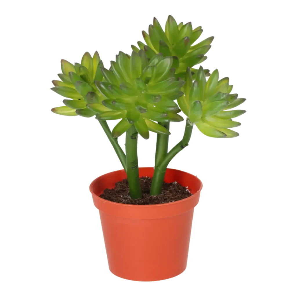 Kunstig Echeveria H: 22 cm.