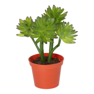 Kunstig Echeveria H: 22 cm.