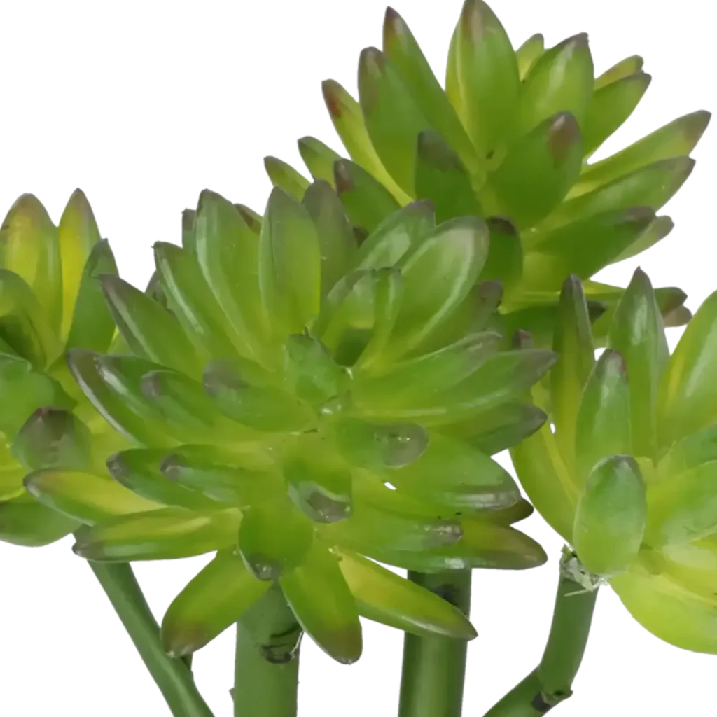 Closeup af Kunstig Echeveria H: 22 cm.